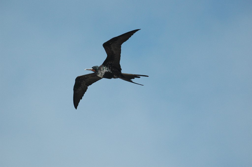 Frigatebird, Great, 2004-11045623.JPG - Great Frigatebird